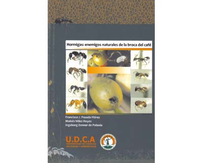 Hormigas: enemigos naturales de la broca del café