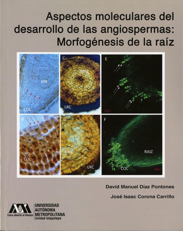 Portada: Aspectos moleculares del desarrollo de las angiospermas: morfogénesis de la raíz