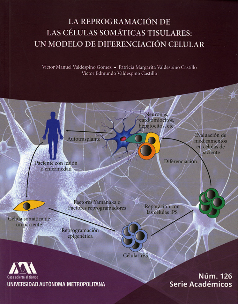 Portada: Reprogramación de las células somáticas tisulares: un modelo de diferenciación celular